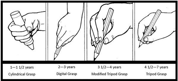 The grip (palmar and digital)
